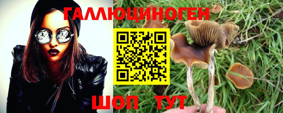Псилоцибиновые грибы Psilocybe  Вход с VPN  Котовск  Галлюциногенные грибы Psilocybine cubensis 